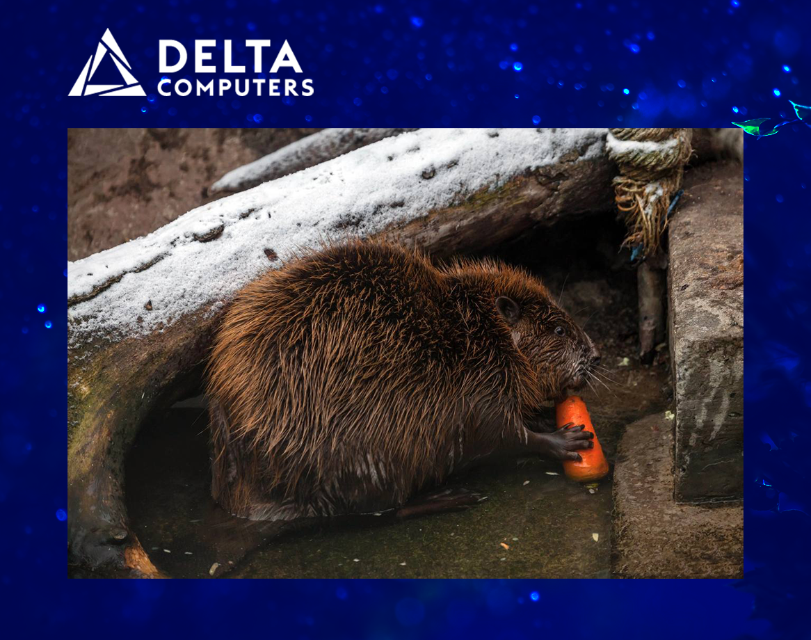 Delta Computers теперь опекает бобра Землю из Московского зоопарка Delta Computers теперь опекает бобра Землю из Московского зоопарка