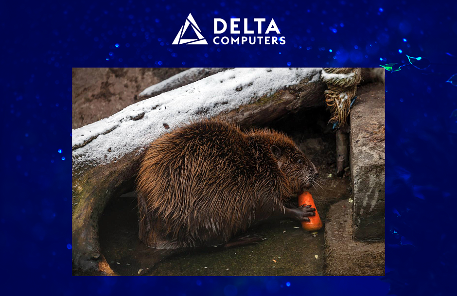 Delta Computers теперь опекает бобра Землю из Московского зоопарка Delta Computers теперь опекает бобра Землю из Московского зоопарка
